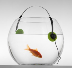 can you hear a fish swim?